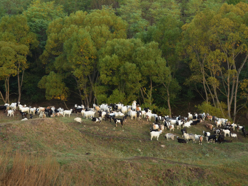 Foto Pe valea Rametea (c) Lucian Petru Goja